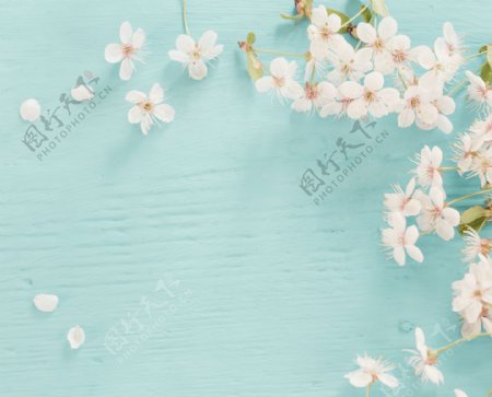 蓝色木纹背景上的樱花桃花