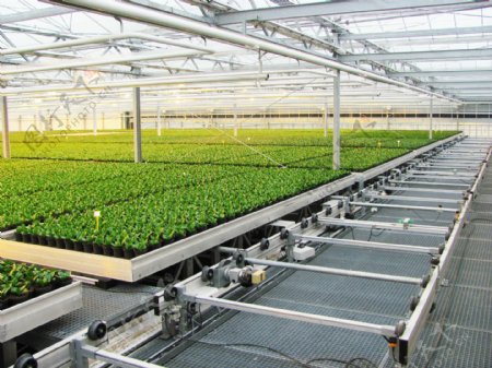 温室有机蔬菜种植