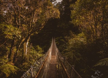 树林吊桥