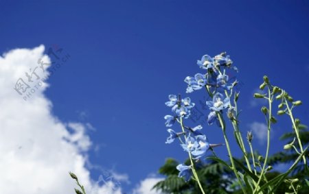 花与蓝天