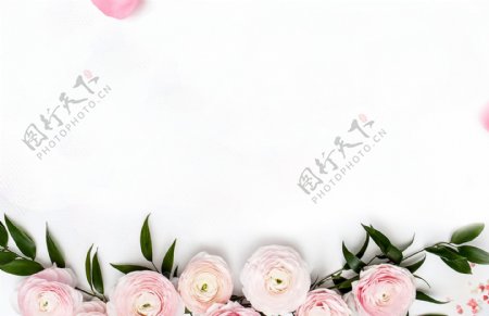 简约粉色玫瑰花背景设计