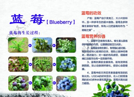 蓝莓展板蓝莓生长过程展板