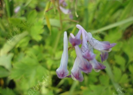 珠芽尖距紫堇花