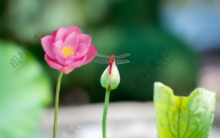 優(yōu)雅的荷花