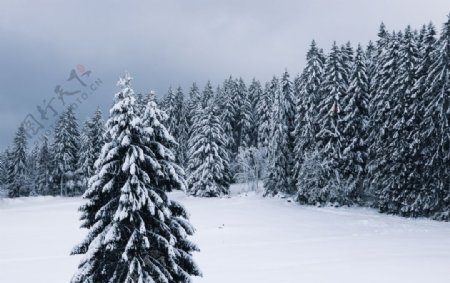冬季松树林雪景