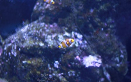 高清海洋动物小丑鱼摄影图
