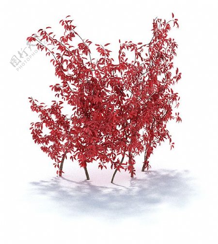 精美红叶李植物3d模型