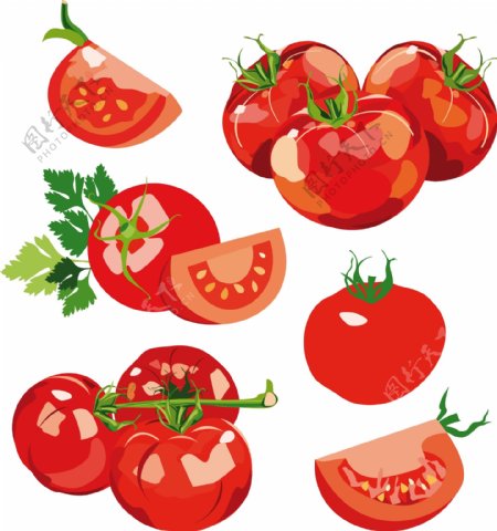 新鲜西红柿矢量蔬菜