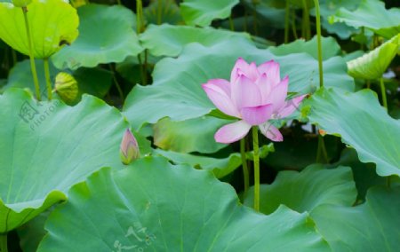 荷花荷花池池塘洪湖公园