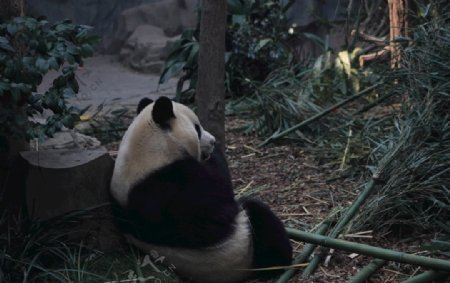 熊猫休息