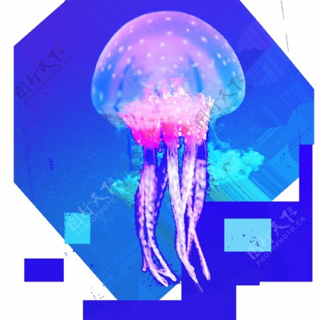 水母透明素材卡通水母