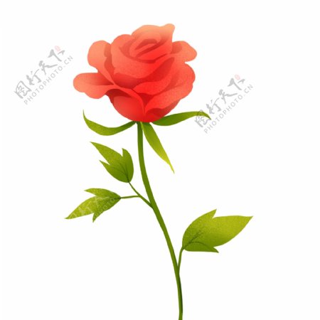 情人节红色的玫瑰花