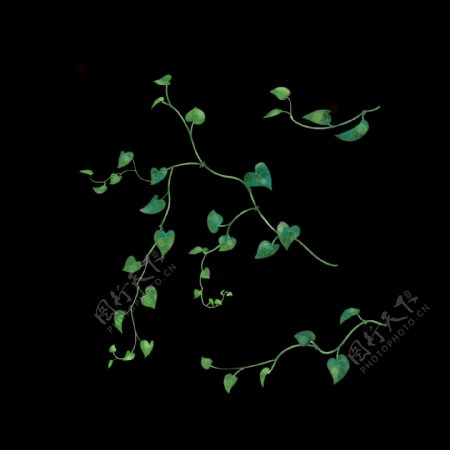 中国风写实三枝绿萝古风花草植物