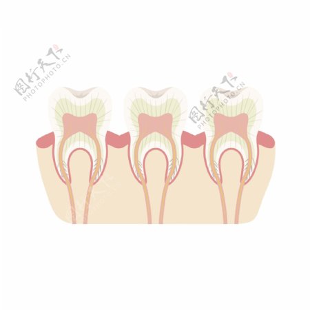 健康牙齿剖面图矢量素材