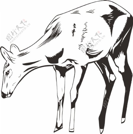 手绘小鹿动物元素