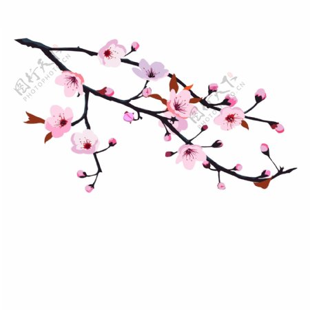 樱花树樱花节春天花卉手绘矢量