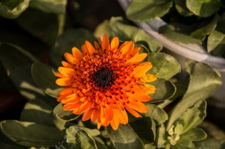 橙色非洲菊花花朵背景