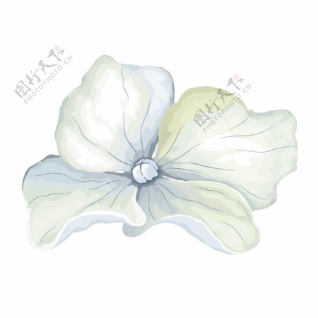 白色小花植物装饰PNG免抠图