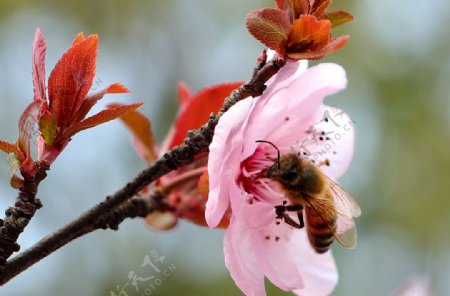 樱花蜜蜂