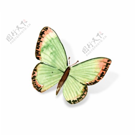 小清新水彩夏季昆虫蝴蝶装饰元素