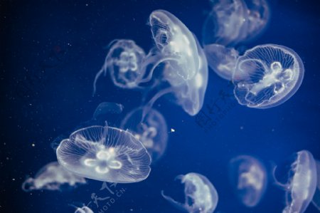 蓝色海底的水母