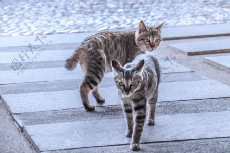 可爱两只小猫走路摄影图