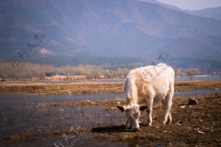 农家河边的小白牛风景
