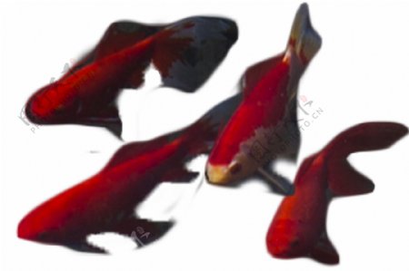 红色小鱼观赏美丽