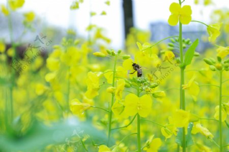 蜜蜂采蜜油菜花摄影图