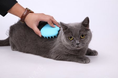 宠物猫咪梳脱毛刷梳毛神器7