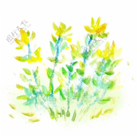水彩黄色花丛