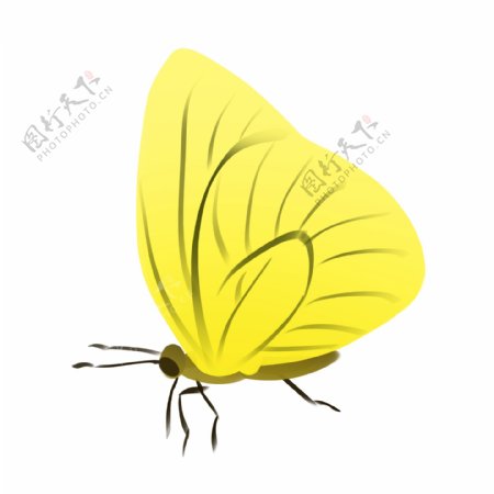 黄色蝴蝶装饰插画