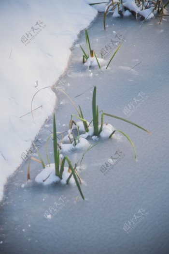 冰面上冻结的小草