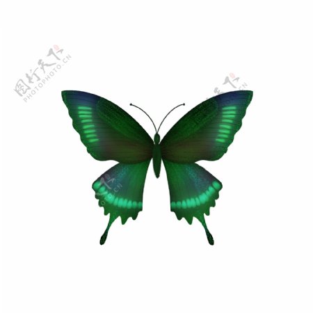 写实风格蝴蝶标本翠兰斑凤蝶元素