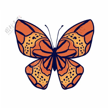 昆虫蝴蝶标本橙色