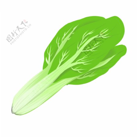 食材蔬菜油麦菜绿色