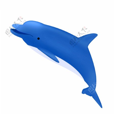活跃海豚生物