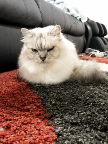 窝在地毯上像球的布偶猫1
