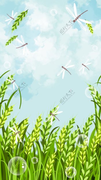 清新小满节气麦穗蜻蜓背景设计