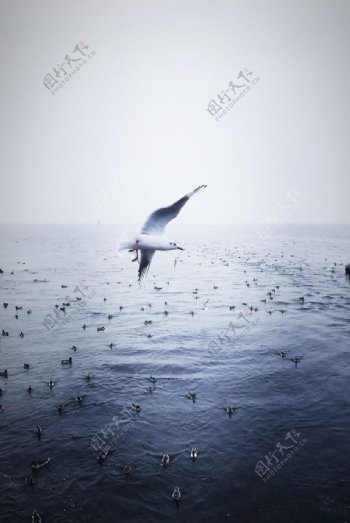 海上海鸥