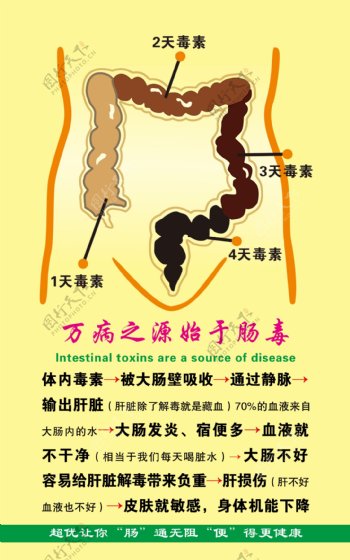 肠道解析图