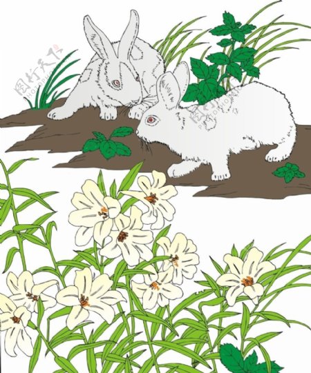 兔子花草