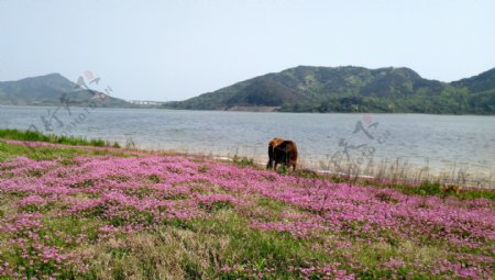 鄱阳湖花海上放牛