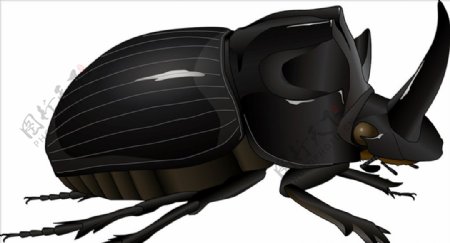 昆虫系列独角甲壳虫