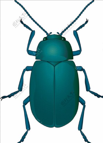昆虫系列小甲虫蓝色