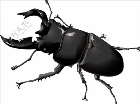 昆虫系列锹形虫黑色
