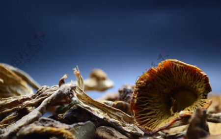 香菇菌类摄影