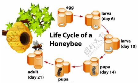 蜜蜂的生命周期