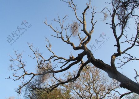 冬季的树枝