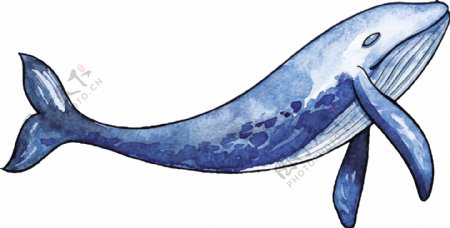 鲸鱼深海生物蓝鲸手绘